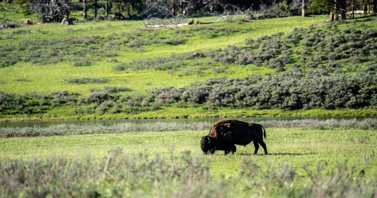 Bison tosses man through air at Yellowstone campground