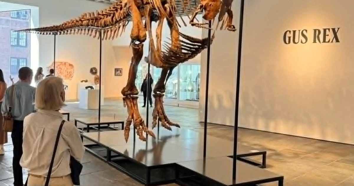 Scientists warn as multimillion-dollar T rex skeleton heads to auction