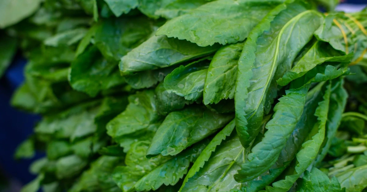Michigan warns of leafy greens in cyclosporiasis outbreak as cases surge