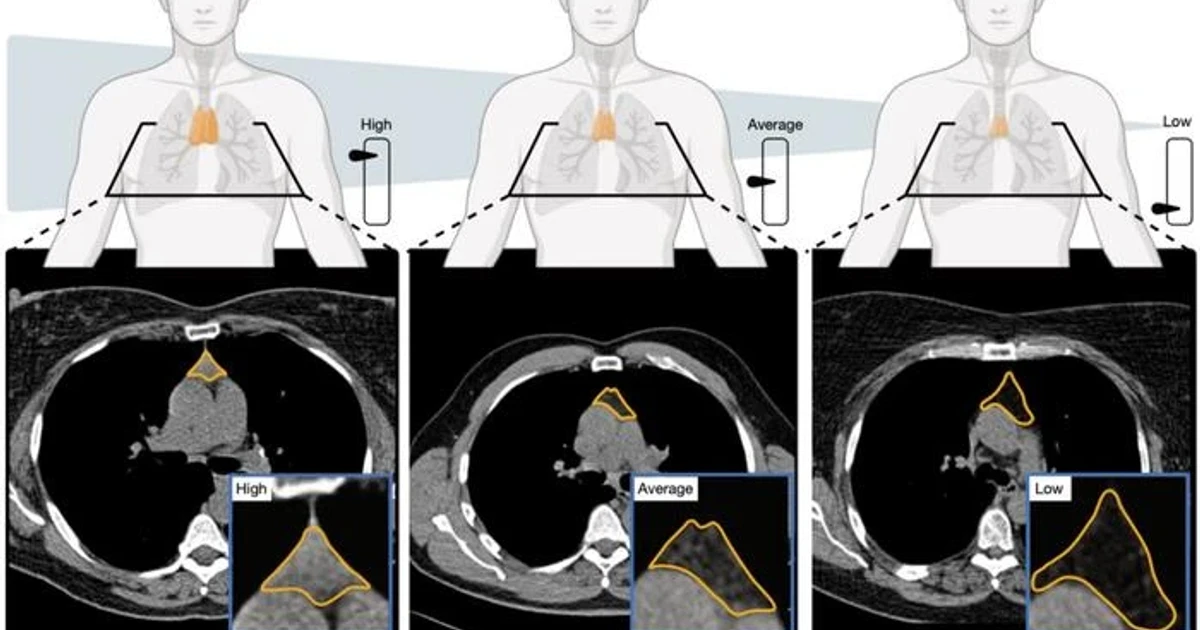 Scientists rethink the thymus as a key to healthier ageing