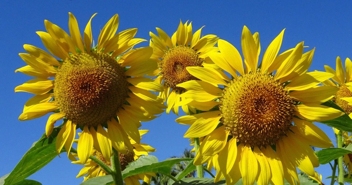 UK heatwave breaks records as temperatures top 35C repeatedly
