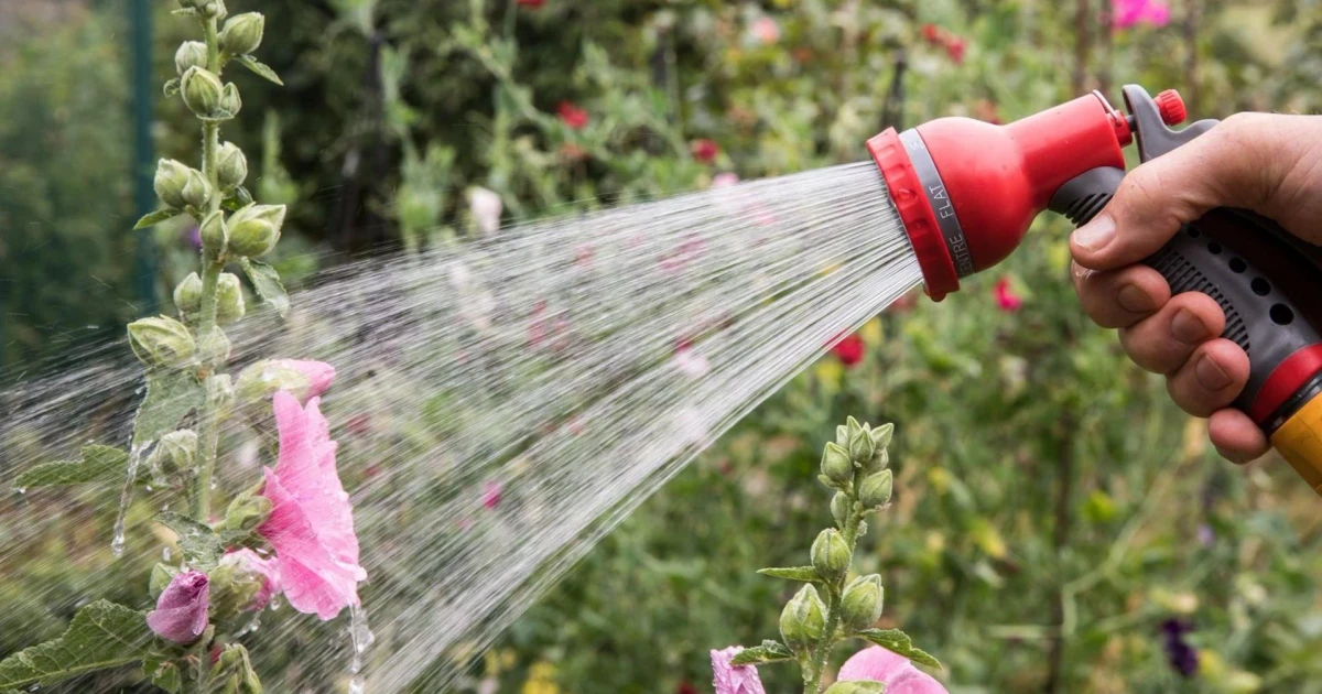 Hosepipe bans hit 8 million households amid record UK heatwave