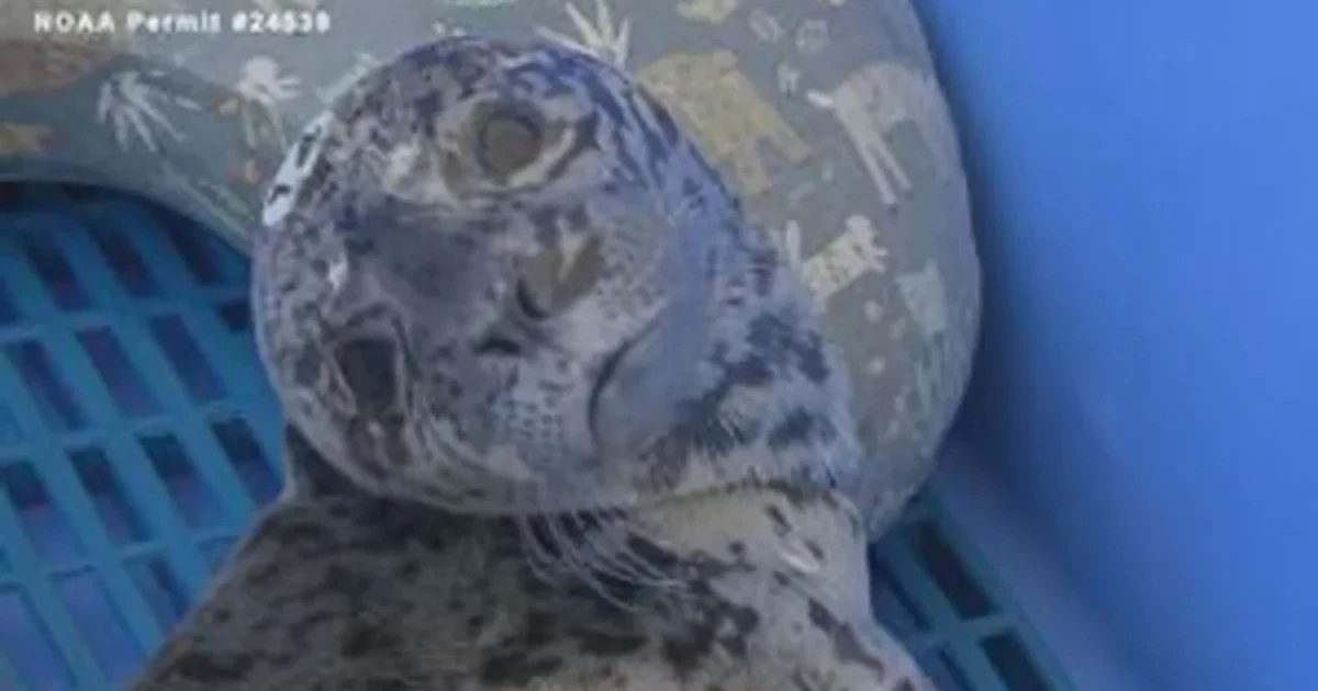 Shot harbor seal pup receives critical care at Washington rescue center