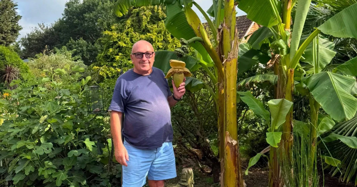 Warm weather helps Suffolk garden banana plant bear fruit