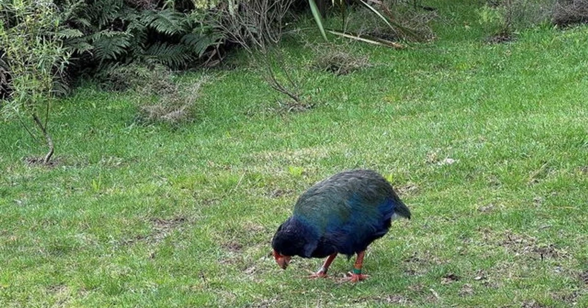 New Zealand reports first H5N1 bird flu case in wild seabird