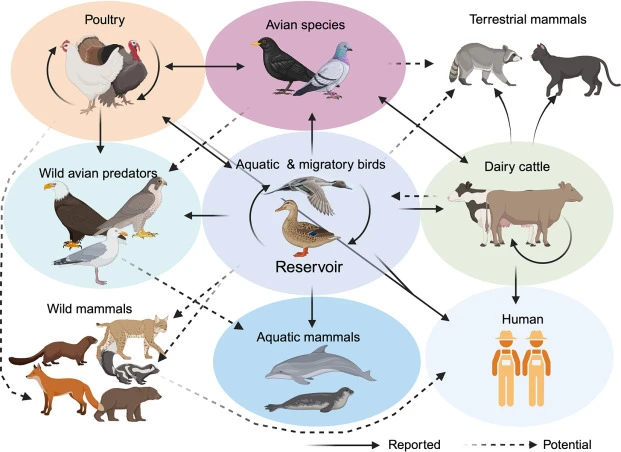 H5N1 avian influenza clade 2.3.4.4b — Wikimedia Commons