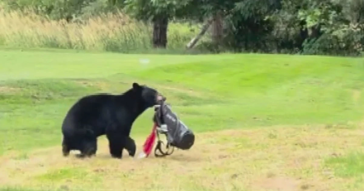 Bear steals golfers’ clubs at British Columbia course, video goes viral