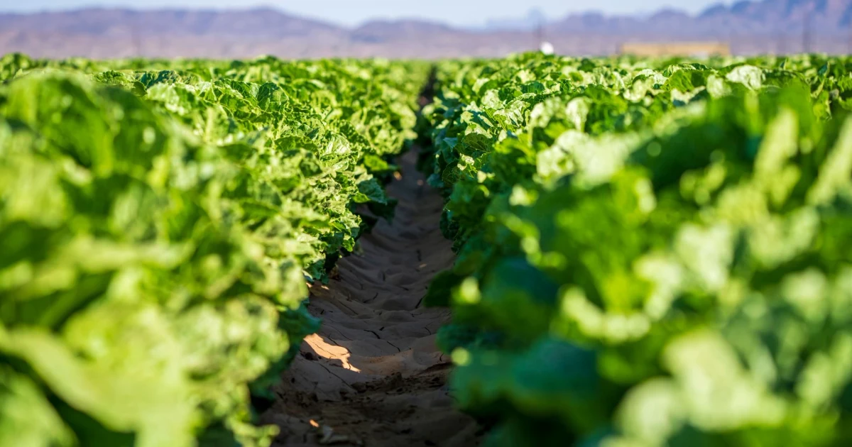 FDA probes Taylor Farms lettuce as cyclosporiasis outbreak widens