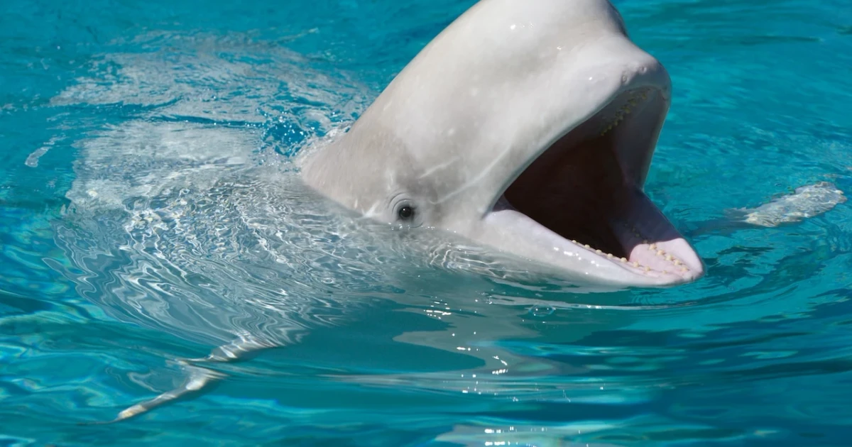 28 Marineland beluga whales approved for emergency transfer to U.S. aquariums