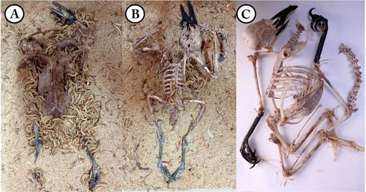 Superworms offer faster, safer way to clean museum skeletons