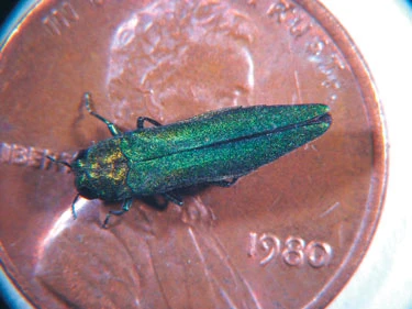 Emerald ash borer — Wikimedia Commons