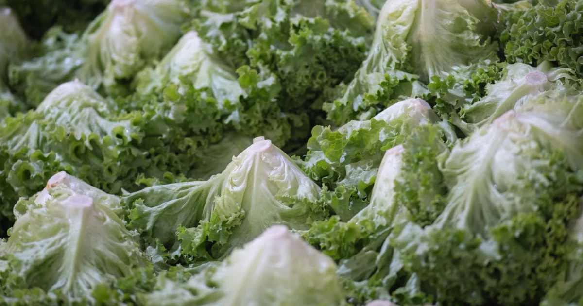 Taylor Farms expands iceberg lettuce recall to 27 states after outbreak
