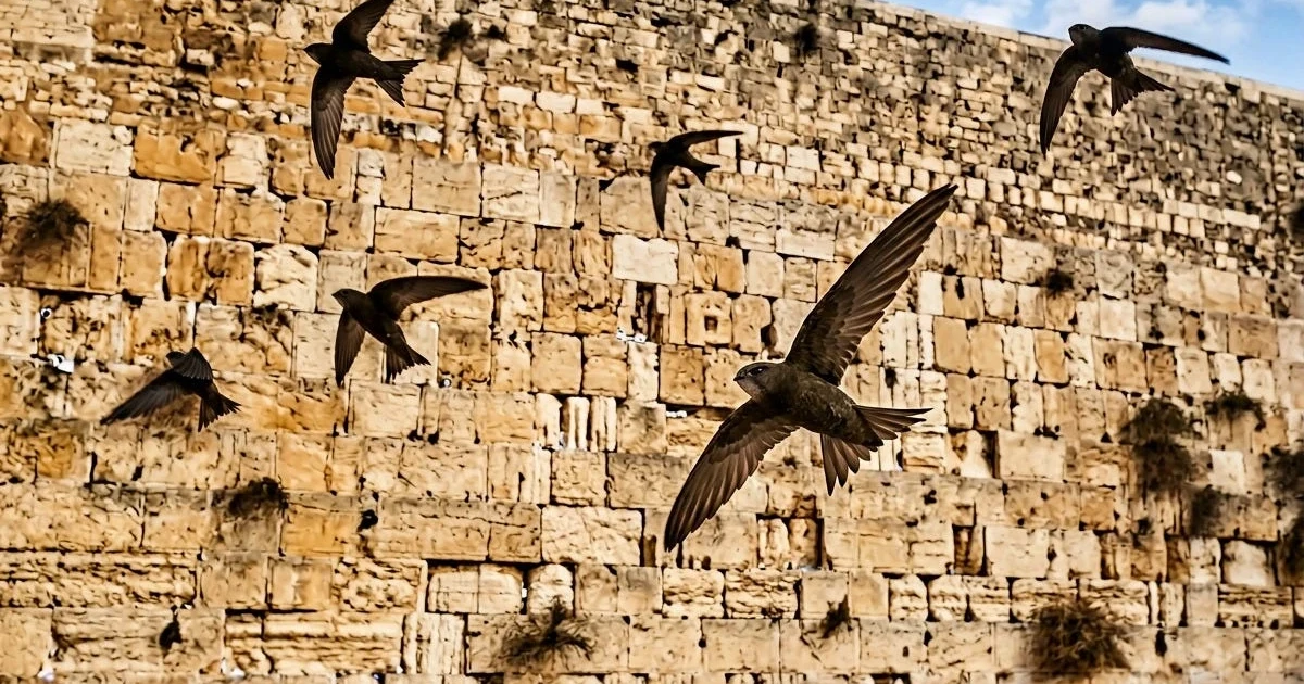 Israeli paraglider races to protect swifts at Jerusalem's Western Wall