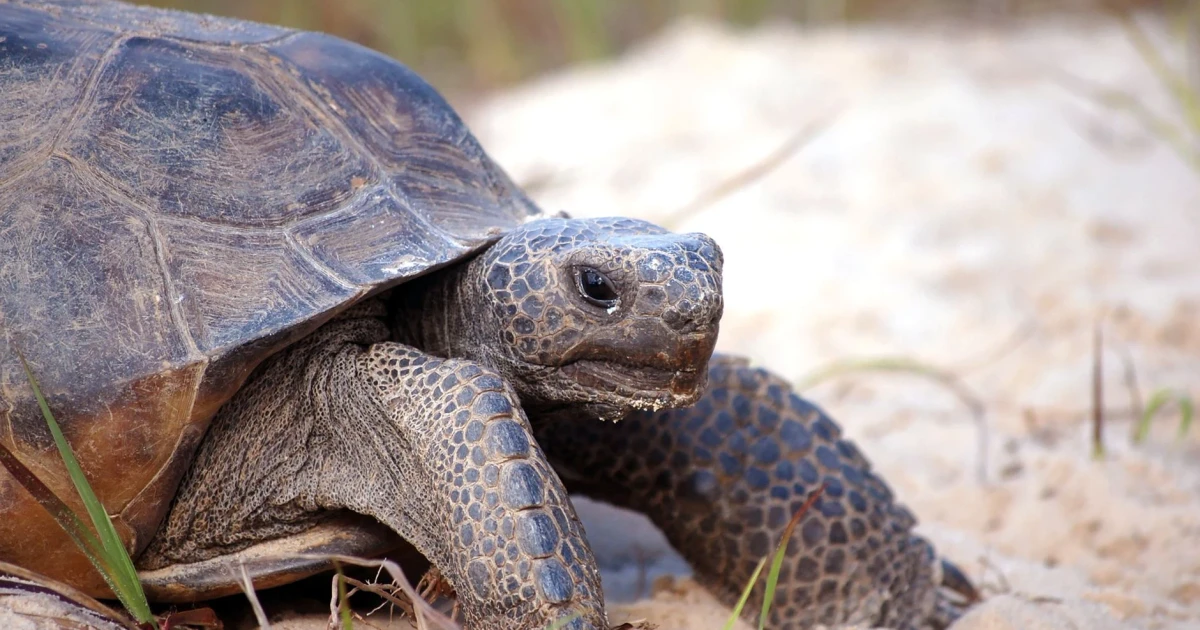 US cancels automatic protections for threatened animals and plants