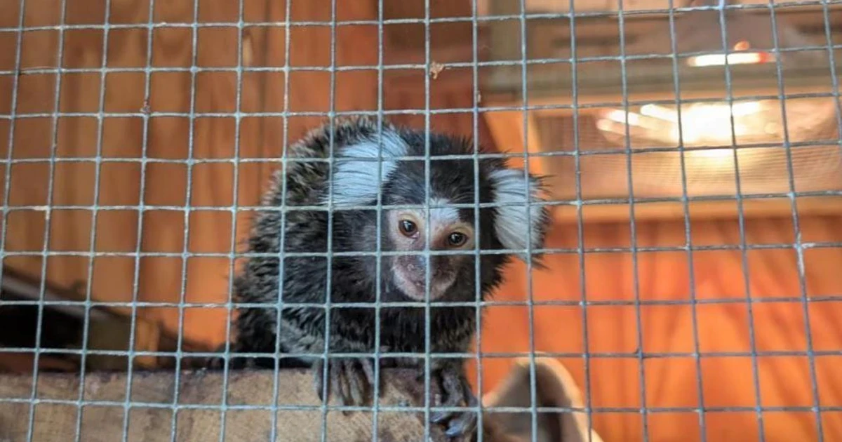 Marmoset rescued from laundry bag on London bus, named Oyster