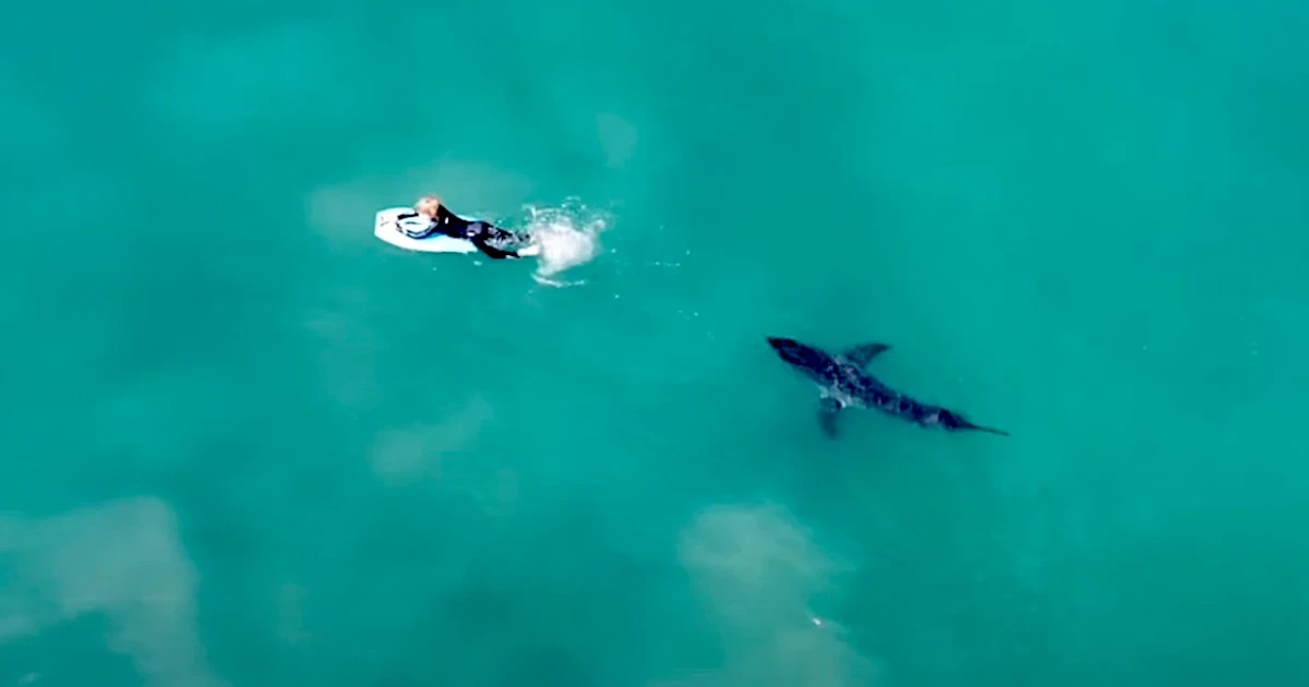 Drone video shows great white shark near children off Southern California coast