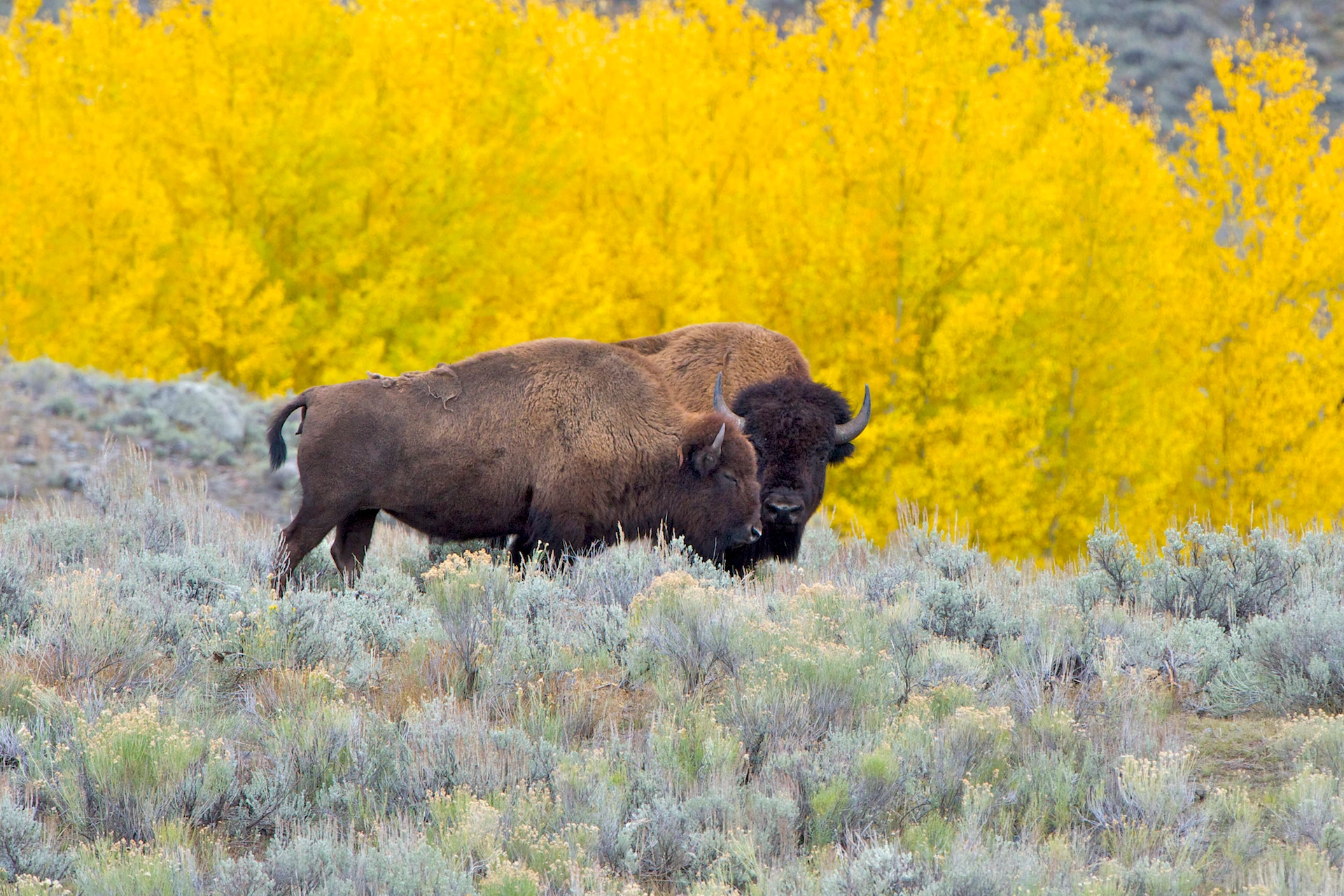 Yellowstone bison — Wikimedia Commons