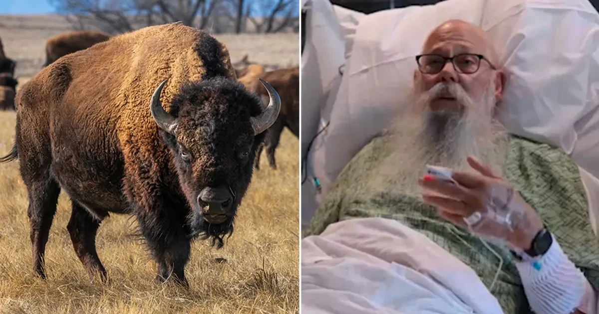Yellowstone bison toss leaves man with four broken femur fractures
