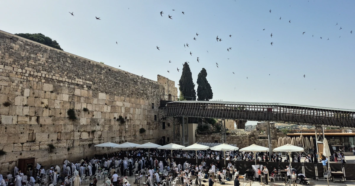 Jerusalem swifts return to nest again at the Western Wall