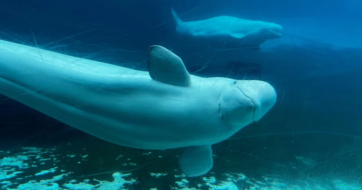 Canada relocates 30 beluga whales from shuttered Marineland park