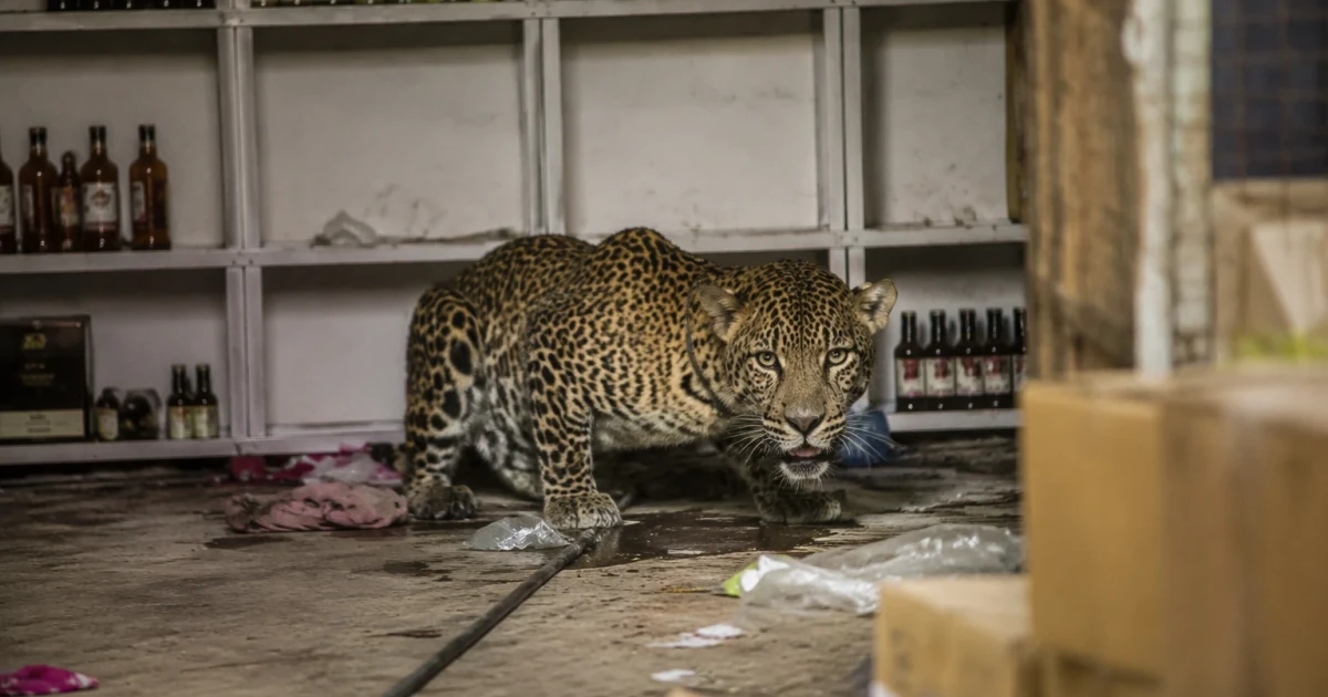 Leopard attacks shop worker in Rajasthan liquor store, captured after five hours