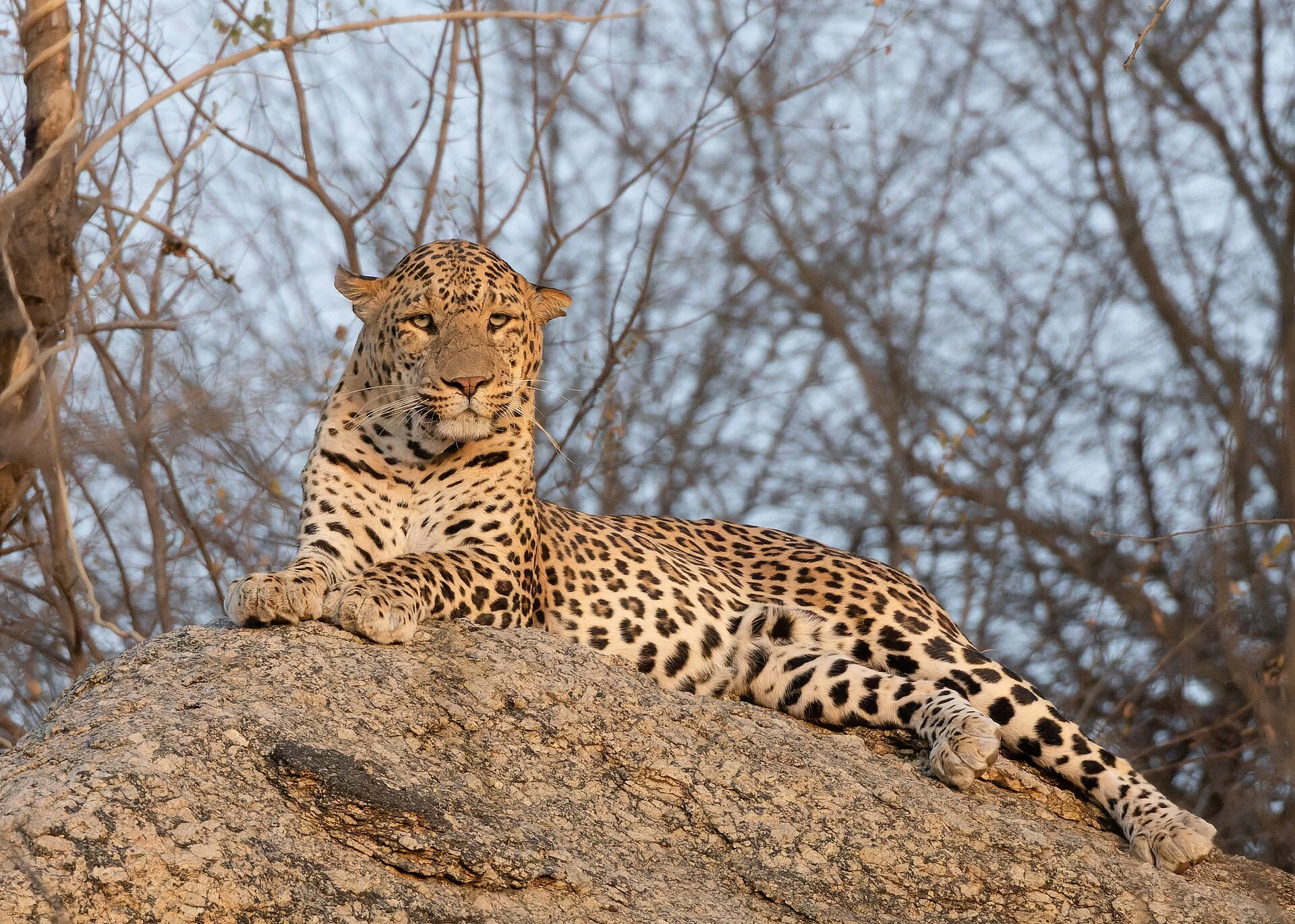 leopard — Wikimedia Commons