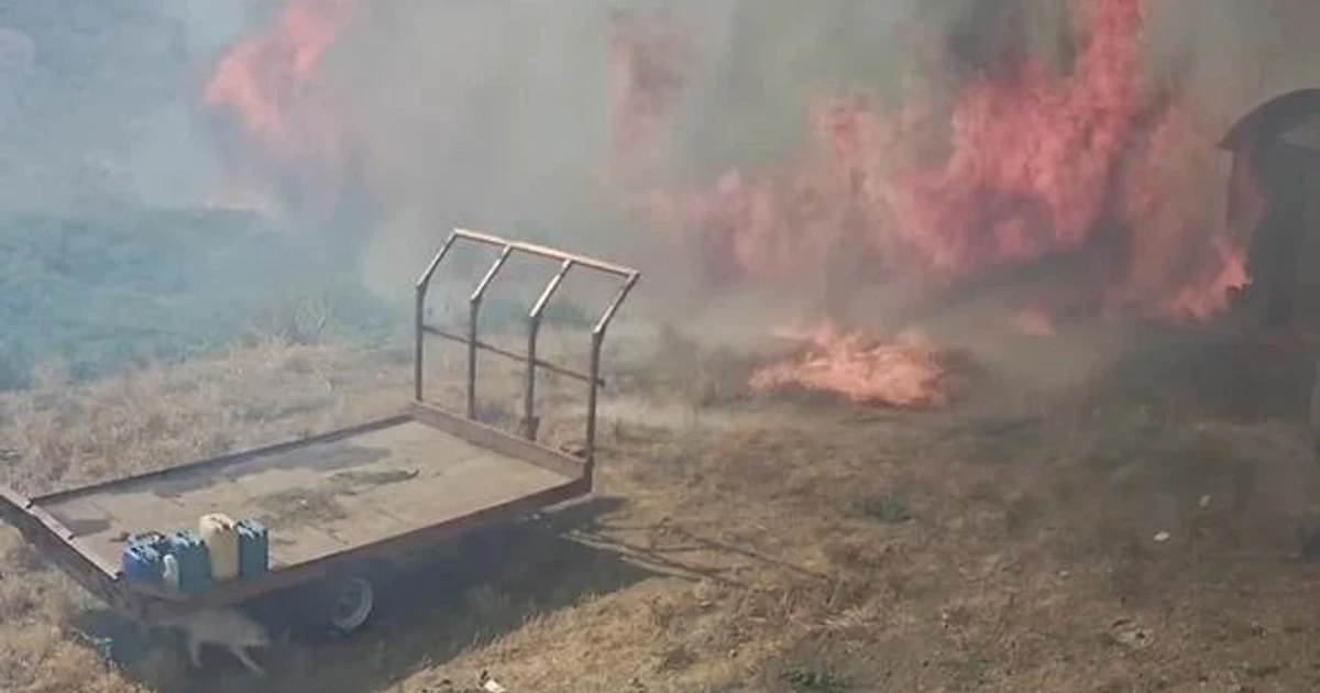 Wildfires in Sicily destroy olive crop, hit farmers hard