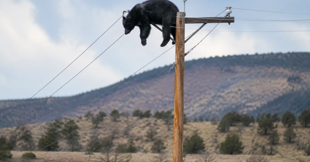 Drought drives bear to utility pole, fatal electrocution follows
