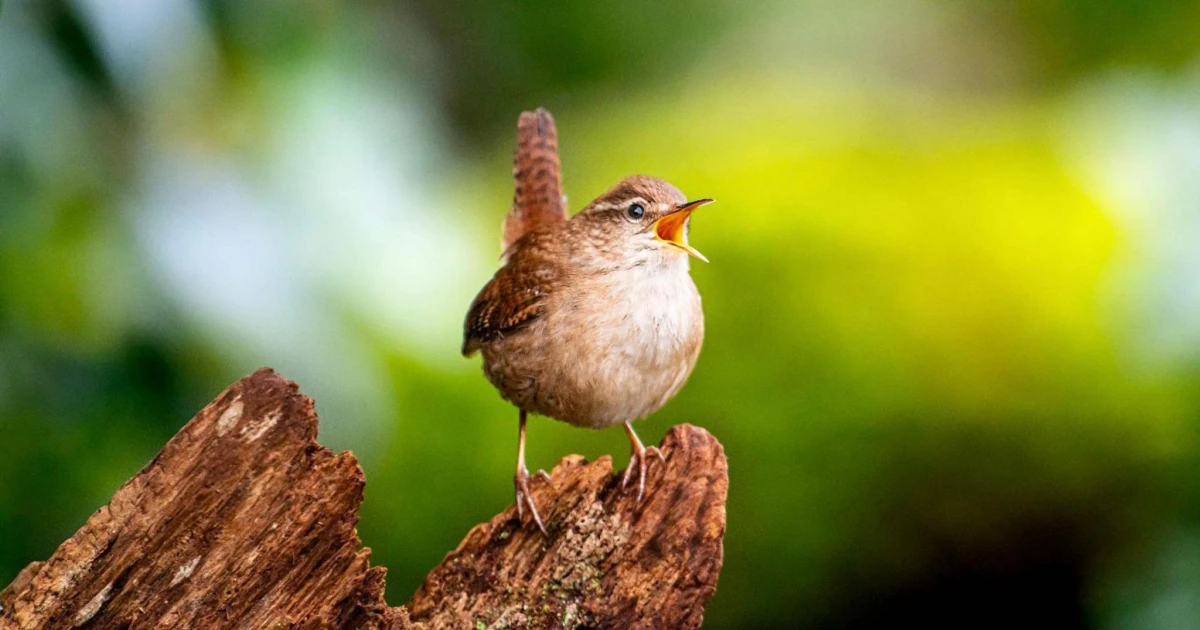 Study finds a simple acoustic code unites all birdsong