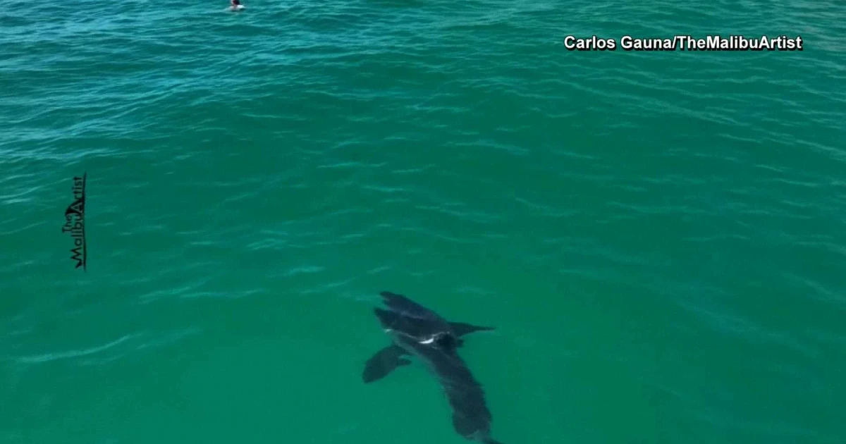 Great white shark comes within feet of swimmers off California coast