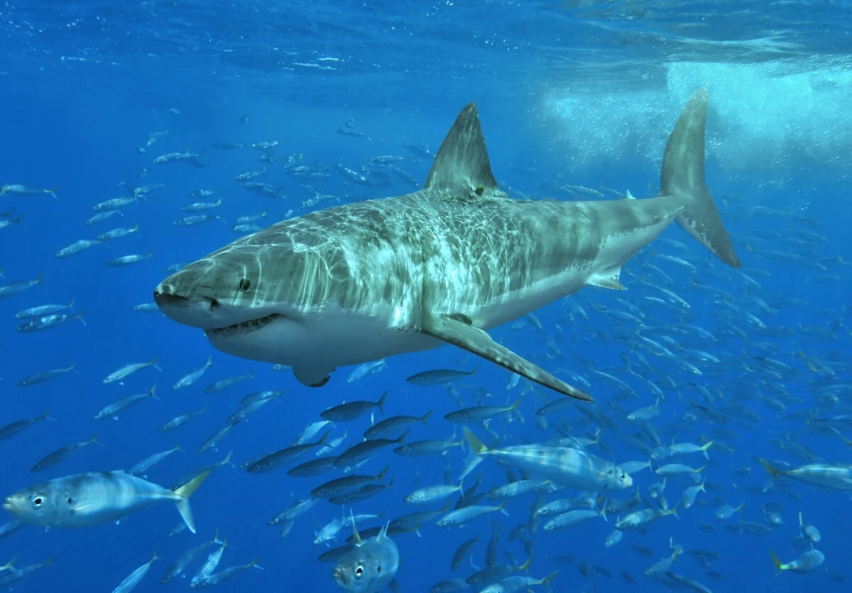 Great white shark — Wikimedia Commons