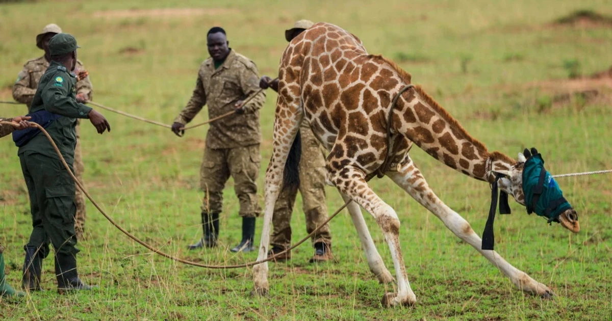 Uganda moves endangered giraffes to protect them from oil development