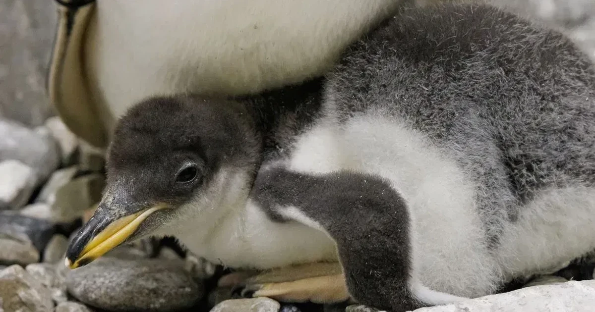 Tennessee Aquarium’s new Gentoo penguin chick officially leaves the nest