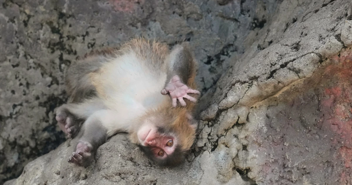 Japan’s monkey sensation Punch turns 1, fans flood birthday messages