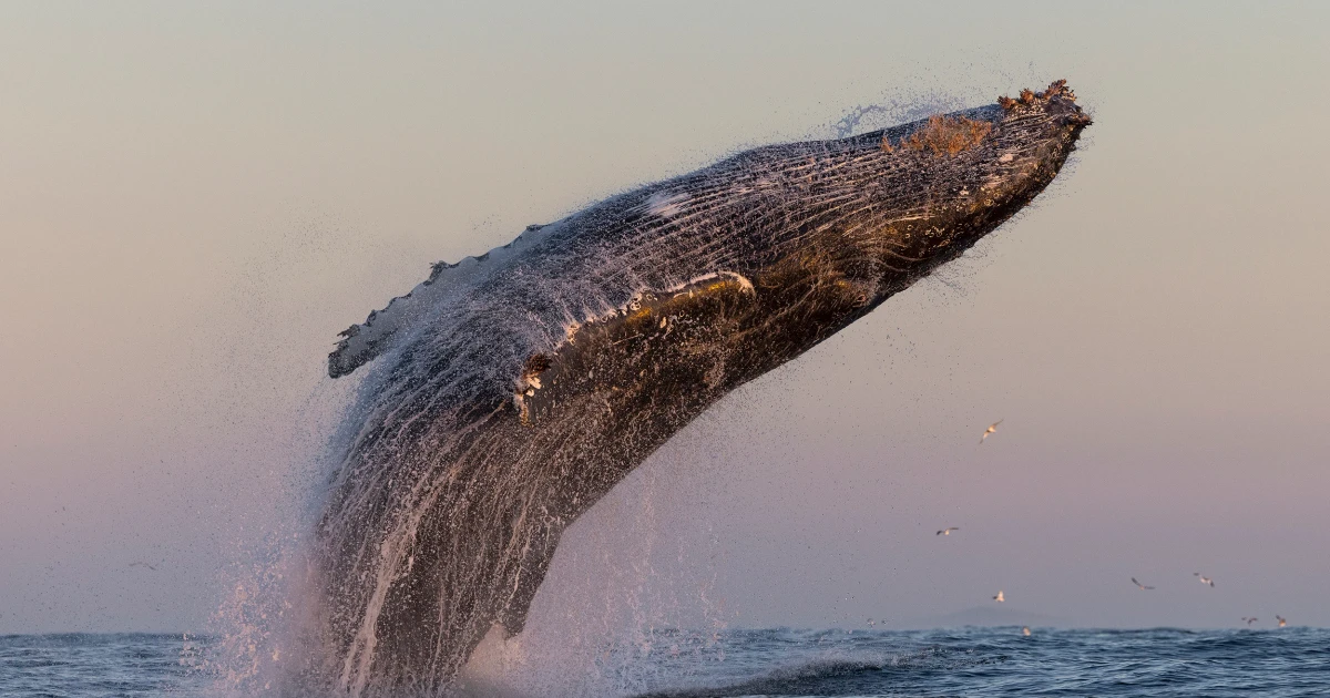 Whale supergroups signal recovery after decades of commercial hunting