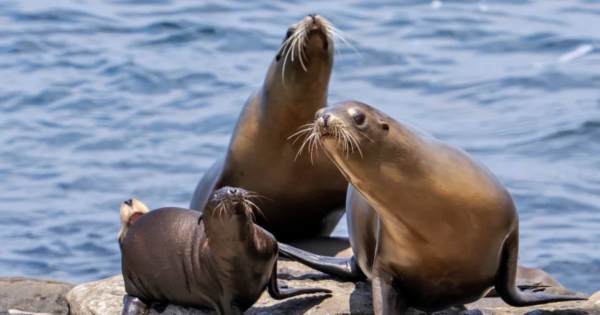 NOAA investigates viral video of man kicking sea lion at La Jolla Cove