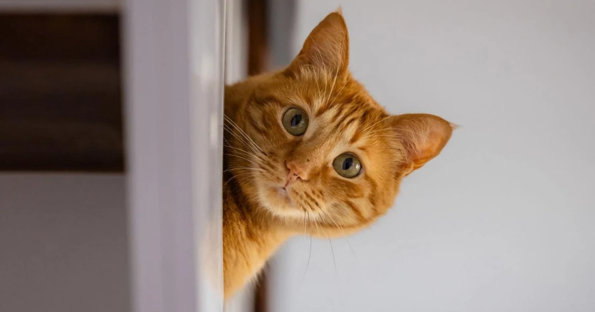 Renters misunderstand new pet rights under England’s housing law