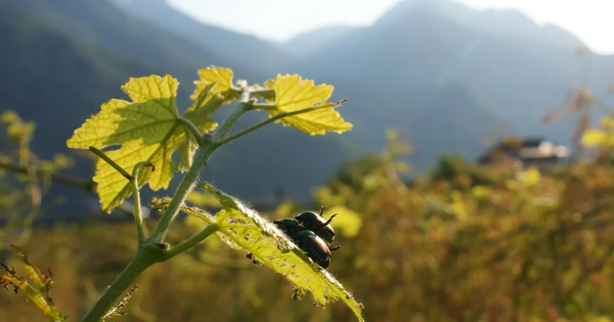 Invasive Japanese beetle threatens vineyards and orchards in northern Italy