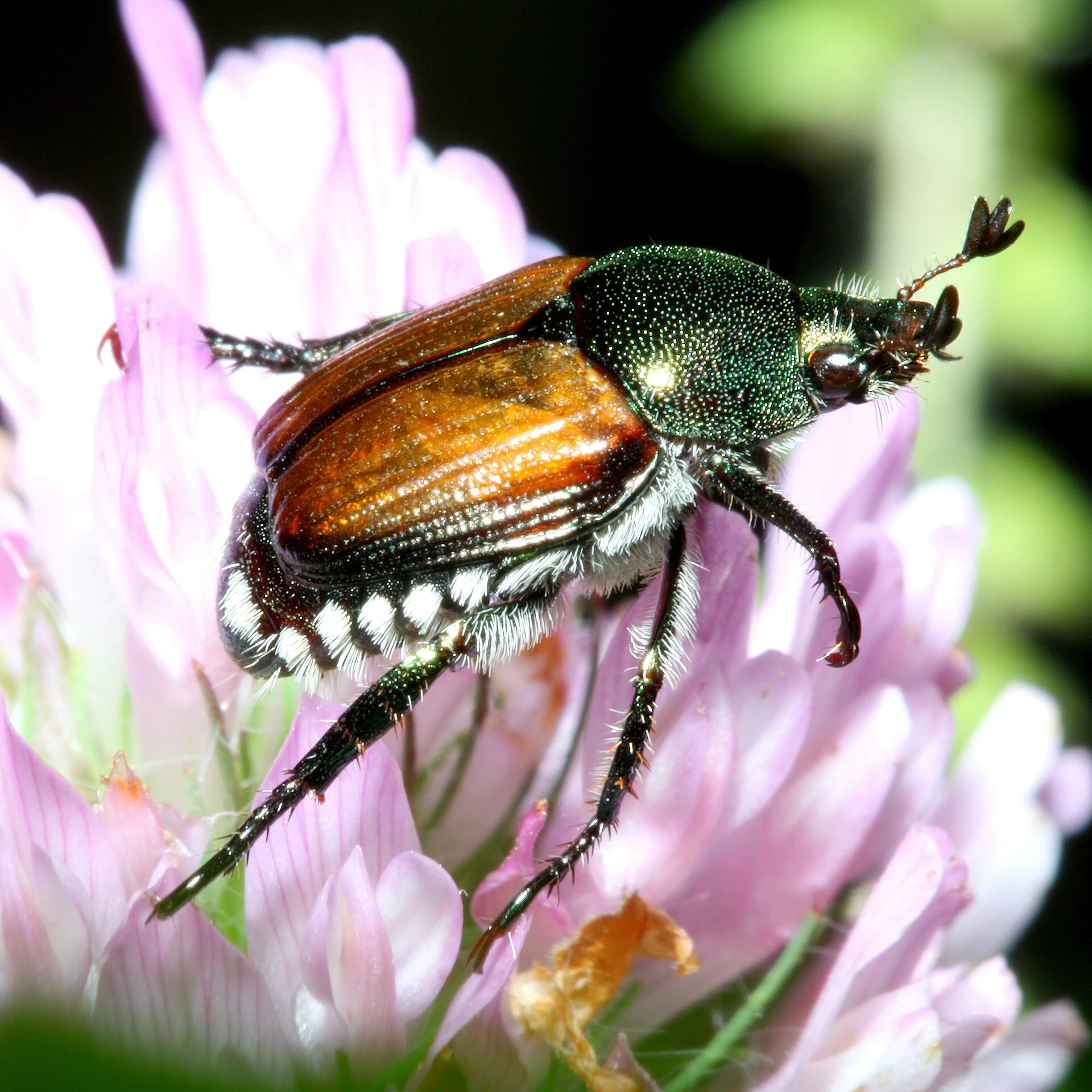 Popillia japonica — Wikimedia Commons