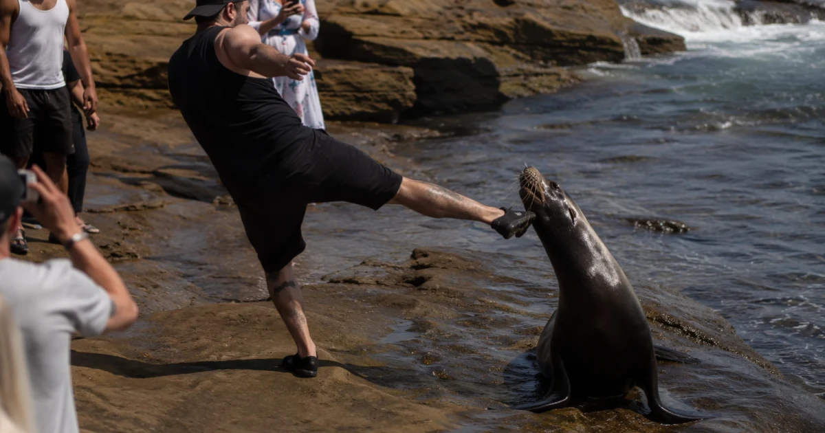 NOAA investigates video of person kicking sea lion in San Diego