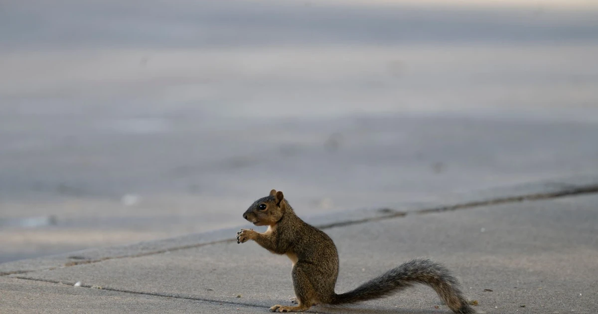 Squirrel steals spotlight as Orioles beat Tigers at Comerica Park