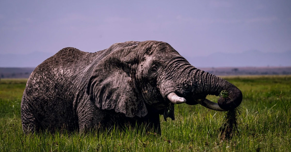 Kenya investigates death of 15 elephants in Amboseli National Park