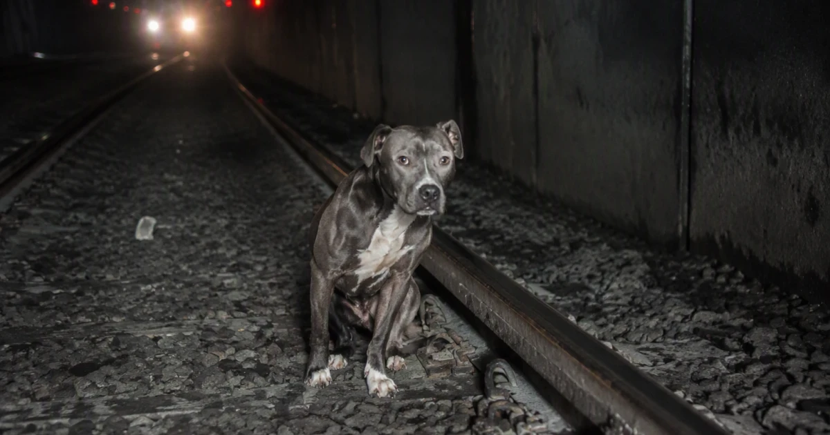 San Francisco train crews rescue lost dog from tunnel, reunite him home