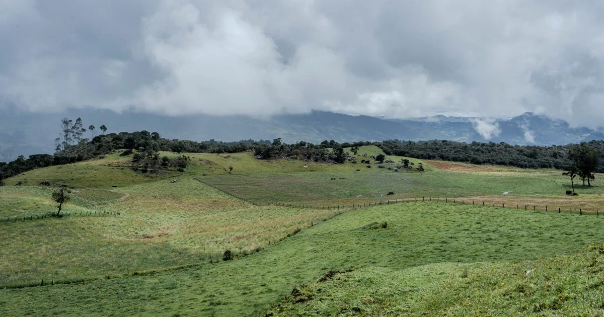 Colombia’s war-scarred mountains become a birding paradise