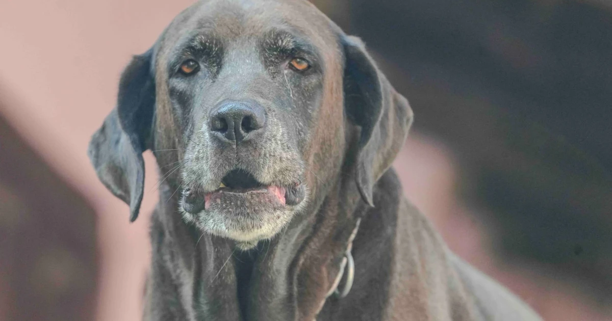 San Francisco rescue hires cat tester to help senior dogs get adopted