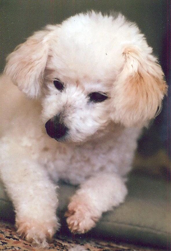Muttville Senior Dog Rescue — Wikimedia Commons