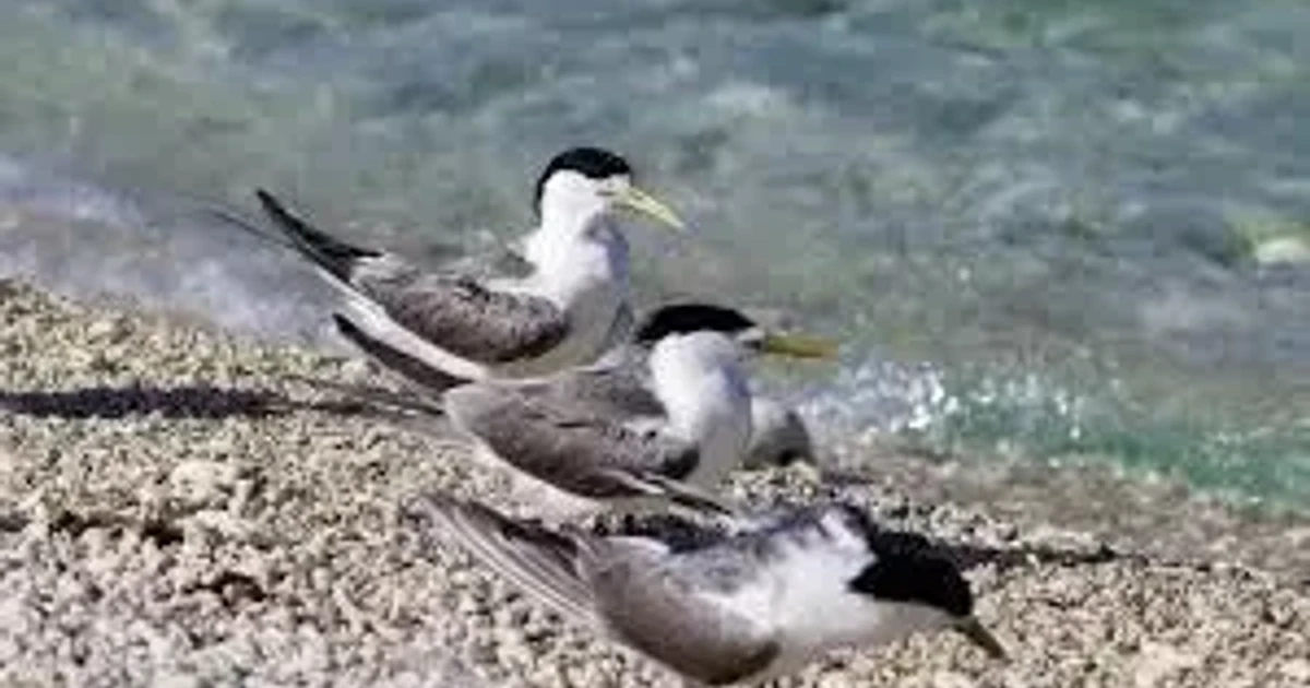Australia confirms first mass bird flu mortality event linked to H5