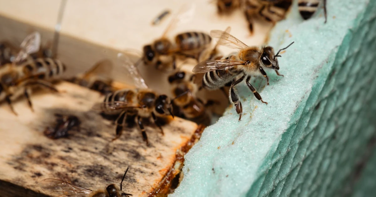 Veterinarians turn to honeybee care as colony losses surge