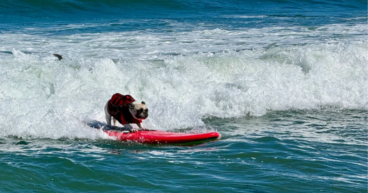 Dogs ride waves at World Dog Surfing Championships