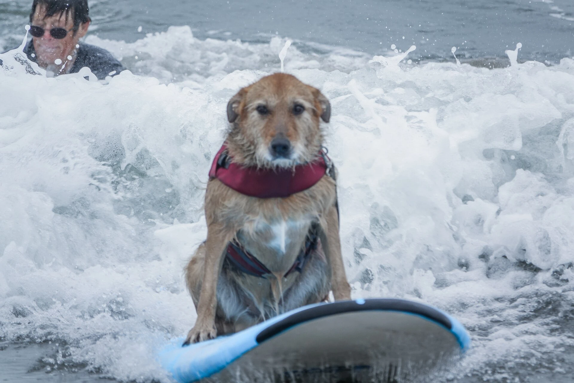 World Dog Surfing Championships — Wikimedia Commons
